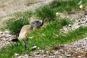 80 marmotta rientra in casa sua